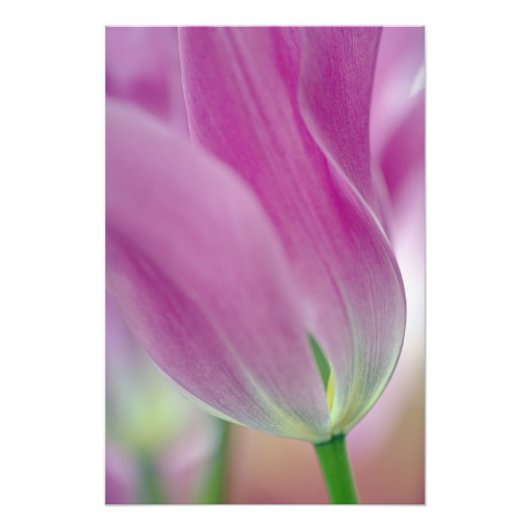 Close-up van de onderkant van tulp bloem, 2 foto afdruk (Voorkant)