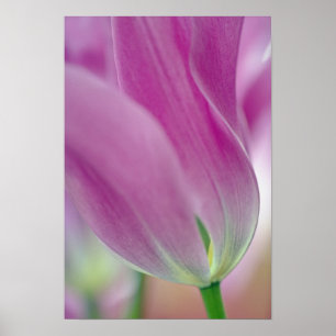 Close-up van de onderkant van tulp bloem, 2 poster