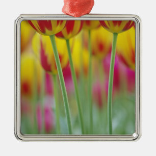 Close-up van de onderkant van tulp bloem, 3 metalen ornament