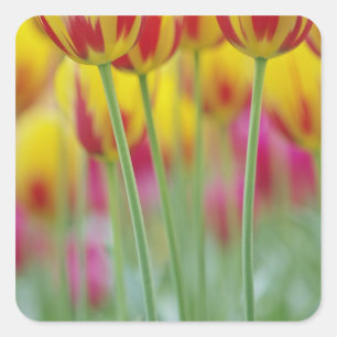Close-up van de onderkant van tulp bloem, 3 vierkante sticker