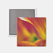 Close-up van de onderkant van tulp bloem, 4 magneet (Voorkant / Achterkant)