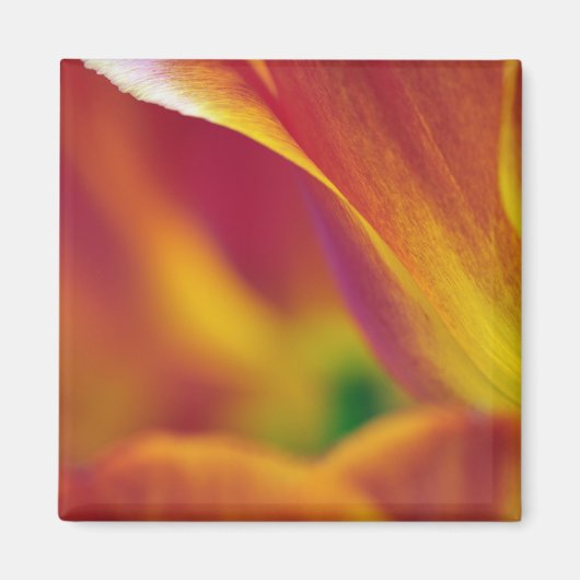 Close-up van de onderkant van tulp bloem, 4 magneet (Voorkant)