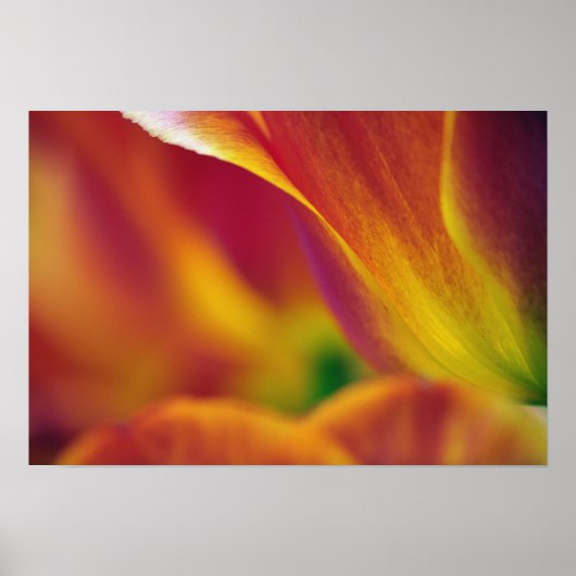 Close-up van de onderkant van tulp bloem, 4 poster (Voorkant)