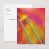 Close-up van de onderkant van tulp bloem, briefkaart (Voorkant / Achterkant)