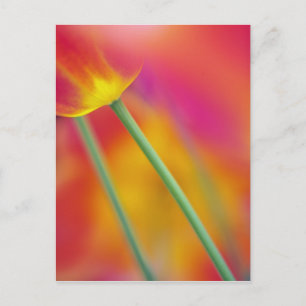 Close-up van de onderkant van tulp bloem, briefkaart