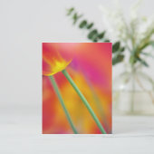 Close-up van de onderkant van tulp bloem, briefkaart (Staand voorkant)