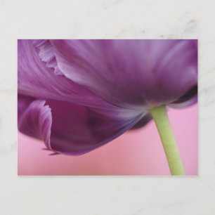 Close-up van de onderkant van tulp bloem, Kuekenho Briefkaart