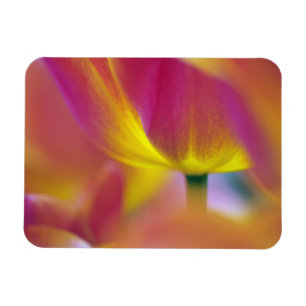 Close-up van de onderkant van tulp bloem, Kuekenho Magneet