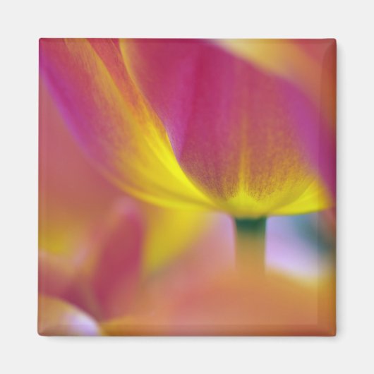 Close-up van de onderkant van tulp bloem, Kuekenho Magneet (Voorkant)