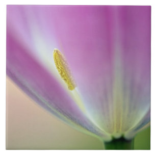 Close-up van de onderkant van tulp bloem, Kuekenho Tegeltje