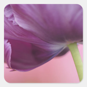 Close-up van de onderkant van tulp bloem, Kuekenho Vierkante Sticker