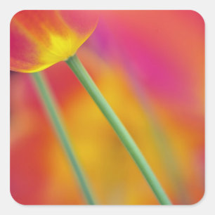 Close-up van de onderkant van tulp bloem, vierkante sticker