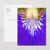 Close-up van de wilde bloem, Blauwe vlag Iris (Iri Briefkaart (Voorkant / Achterkant)