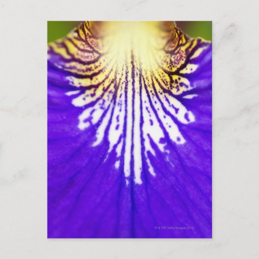 Close-up van de wilde bloem, Blauwe vlag Iris (Iri Briefkaart (Voorkant)