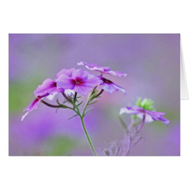 Close-up van Drummond Phlox, Phlox drummondi, (Voorkant Horizontaal)