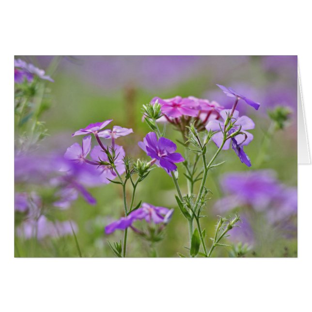 Close-up van Drummond Phlox, Phlox drummondi, 2 (Voorkant Horizontaal)