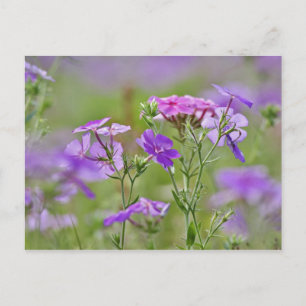 Close-up van Drummond Phlox, Phlox drummondi, 2 Briefkaart