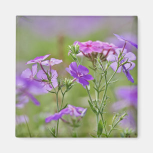 Close-up van Drummond Phlox, Phlox drummondi, 2 Magneet
