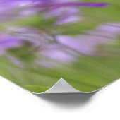 Close-up van Drummond Phlox, Phlox drummondi, 2 Poster (Hoek)