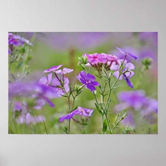 Close-up van Drummond Phlox, Phlox drummondi, 2 Poster (Voorkant)