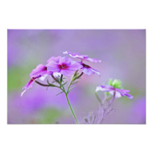 Close-up van Drummond Phlox, Phlox drummondi, Foto Afdruk
