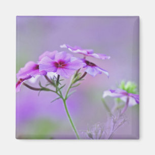 Close-up van Drummond Phlox, Phlox drummondi, Magneet