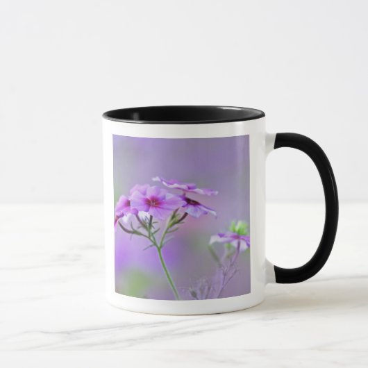 Close-up van Drummond Phlox, Phlox drummondi, Mok (Rechts)