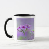 Close-up van Drummond Phlox, Phlox drummondi, Mok (Links)