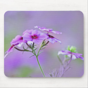 Close-up van Drummond Phlox, Phlox drummondi, Muismat