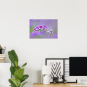 Close-up van Drummond Phlox, Phlox drummondi, Poster (Thuiskantoor)