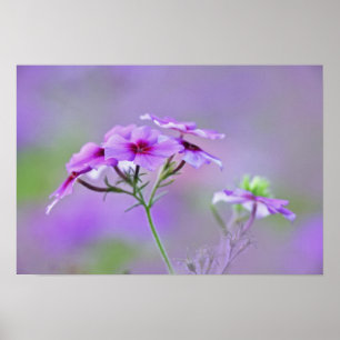 Close-up van Drummond Phlox, Phlox drummondi, Poster