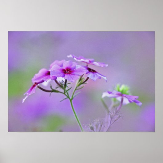 Close-up van Drummond Phlox, Phlox drummondi, Poster (Voorkant)