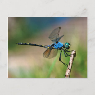 Close-up van een blauwe libel op een tak briefkaart
