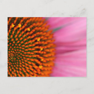 Close-up van een Coneflower in de zomer, Briefkaart