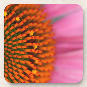 Close-up van een Coneflower in de zomer, Onderzetter