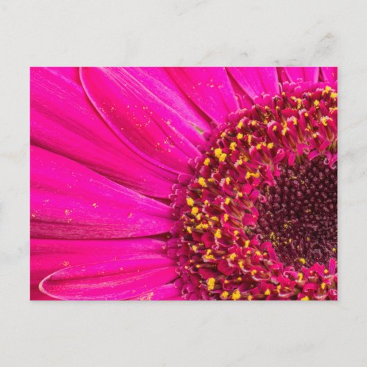 Close-up van een Gerbera-margriet Briefkaart (Voorkant)