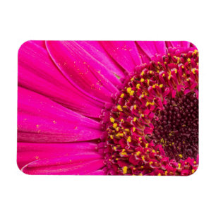 Close-up van een Gerbera-margriet Magneet
