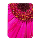 Close-up van een Gerbera-margriet Magneet (Verticaal)