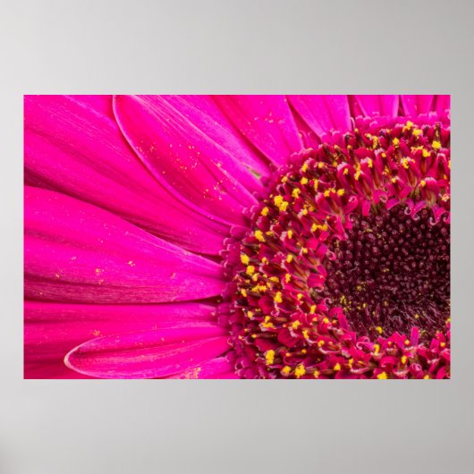 Close-up van een Gerbera-margriet Poster (Voorkant)