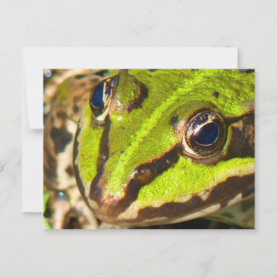 Close-up van een gewone waterkikker briefkaart