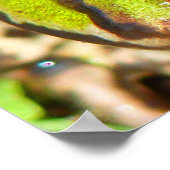 Close-up van een gewone waterkikker poster (Hoek)