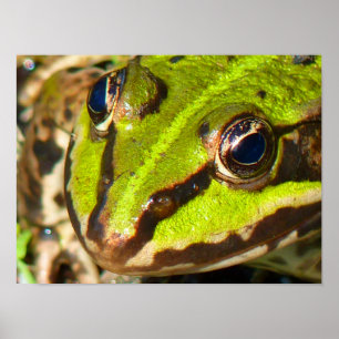 Close-up van een gewone waterkikker poster