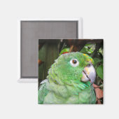 Close-up van een groene papegaai magneet (Voorkant / Achterkant)