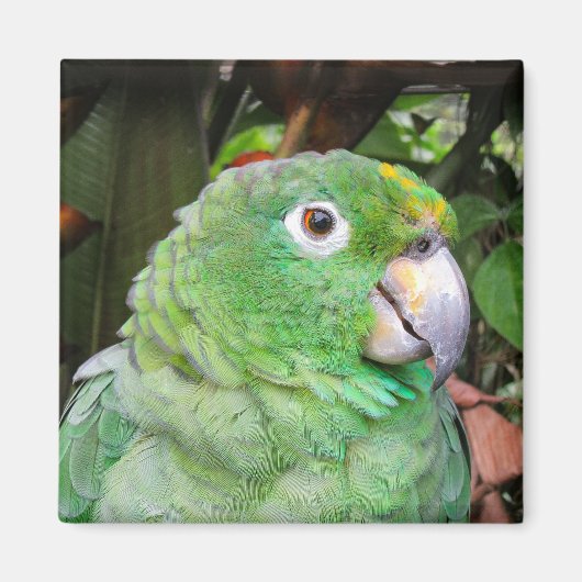 Close-up van een groene papegaai magneet (Voorkant)