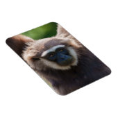 Close-up van een hangende Gibbon Magneet (Rechterzijde)