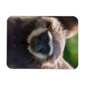 Close-up van een hangende Gibbon Magneet (Horizontaal)