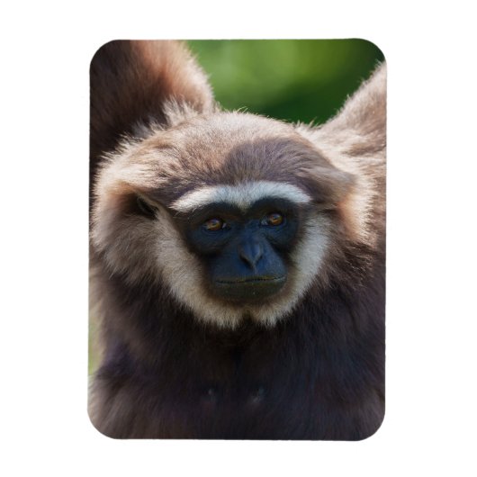 Close-up van een hangende Gibbon Magneet (Verticaal)