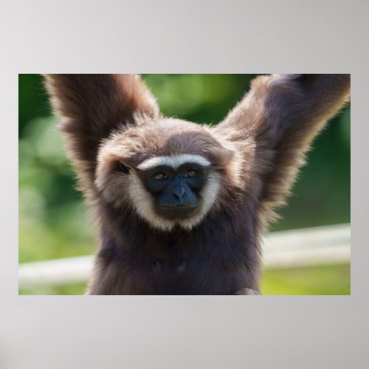 Close-up van een hangende Gibbon Poster (Voorkant)