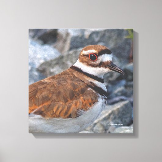 Close-up van een Killdeer strandvogel op de rotsen Canvas Afdruk (Voorkant)