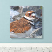 Close-up van een Killdeer strandvogel op de rotsen Canvas Afdruk (Insitu (Houten vloer))